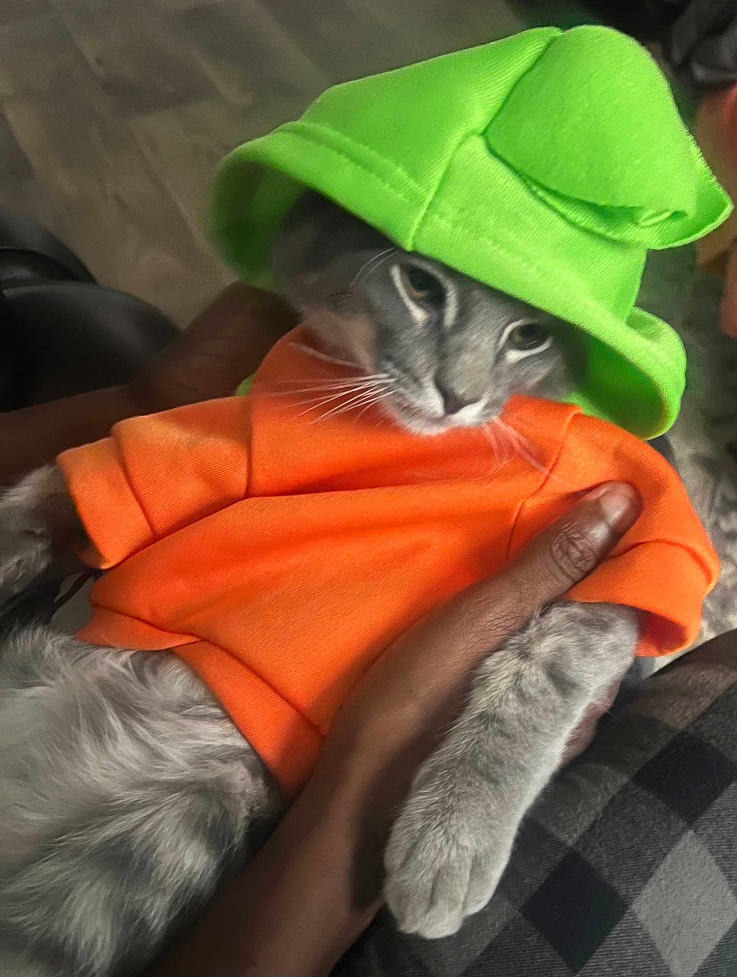 Smokey joined the competition — help win amazing prizes! cat, gray_cat, orange_shirt, green_hat, pet, animal, hand, holding, indoor, fur, cute, costume, clothing, domestic_animal, mammal, whiskers, paw, portrait, relaxed, fashion
