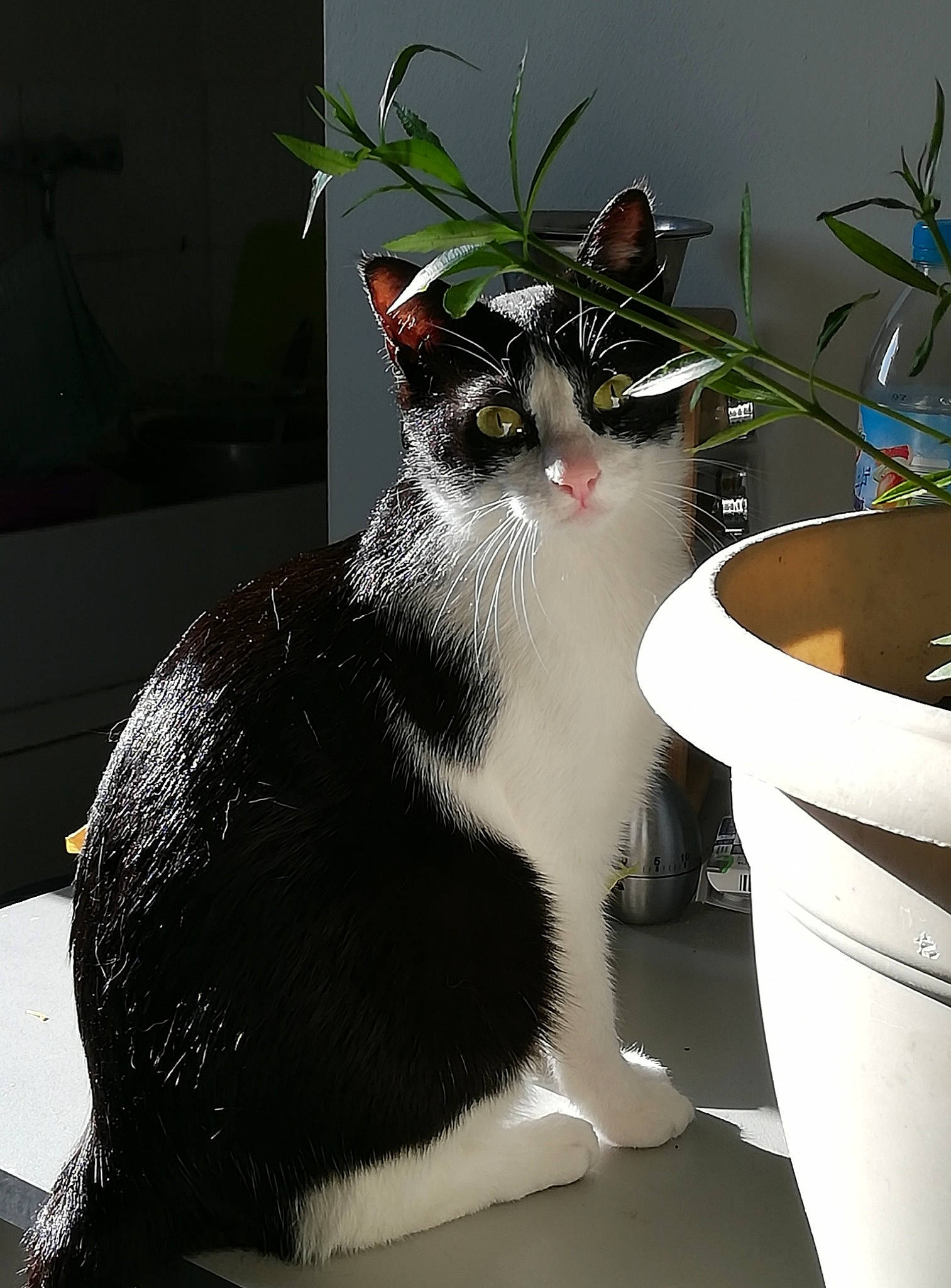 Nefertari participe au concours pour gagner de l'argent avec cette photo : aegean_cat, american_wirehair, black_and_white, carnivore, cat, domestic_short_haired_cat, european_shorthair, felidae, japanese_bobtail, plant, plumbing_fixture, sink, small_to_medium_sized_cats, tail, whiskers