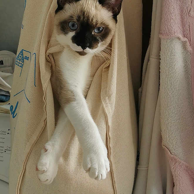 Simba a rejoint le concours — aidez-le/la à gagner de superbes lots ! abyssinian, accessories, animal, bag, bed, blanket, cat, cradle, furniture, handbag, homedecor, kitten, linen, manx, pet, purse, siamese, strap, totebag, wood