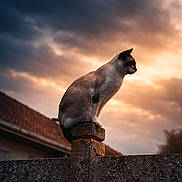 Simba participe au concours pour gagner de l'argent avec cette photo : cat, siamese_cat, animal, pet, outdoor, sunset, sky, clouds, pillar, stone, fence, silhouette, nature, evening, calm, majestic, mammal, profile, watching, quiet