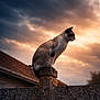 cat, siamese_cat, animal, pet, outdoor, sunset, sky, clouds, pillar, stone, fence, silhouette, nature, evening, calm, majestic, mammal, profile, watching, quiet