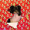 Sally participe au concours pour gagner de l'argent avec cette photo : adorable, animal, black_and_white, black_fur, brown_eyes, christmas, close_up, dog, festive, fluffy, gift, holiday, indoors, pet, portrait, puppy, ribbon, santa_claus, white_chest, wrapping_paper