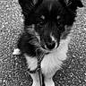 Sally participe au concours pour gagner de l'argent avec cette photo : animal, black_and_white, centered, closeup, collar, dog, ears, eyes, fluffy, fur, grayscale, leash, nose, outdoor, pavement, paws, pet, portrait, puppy, sitting