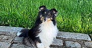 Sally participe au concours pour gagner de l'argent avec cette photo : animal, black_and_white, collie, dog, fluffy, forest, grass, greenery, ledge, long_hair, nature, outdoors, pet, portrait, sheltie, sitting, stone, wildflowers, woodland, yellow_flowers