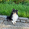 animal, black_and_white, collie, dog, fluffy, forest, grass, greenery, ledge, long_hair, nature, outdoors, pet, portrait, sheltie, sitting, stone, wildflowers, woodland, yellow_flowers