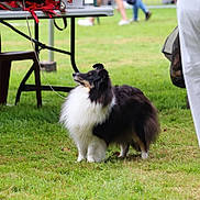 Sally participe au concours pour gagner de l'argent avec cette photo : animal_portrait, black_and_white, blurred_background, competition, dog, dog_show, fluffy, grass, greenery, handler, leash, long_hair, outdoor, park, profile_view, ribbons, rough_collie, shetland_sheepdog, spectators, standing