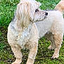 Féline a rejoint le concours — aidez-le/la à gagner de superbes lots ! alert, animal, canine, dog, ears, fluffy, fur, grass, greenery, ground, mammal, moss, nature, outdoor, pet, side_view, small_dog, snout, tail, walking