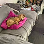 Féline participe au concours pour gagner de l'argent avec cette photo : blanket, couch, cozy, decor, dog, floor, furniture, grey, holiday, home, indoor, miniature_village, pet, pillow, pink, relaxing, resting, scene, sleeping, toy