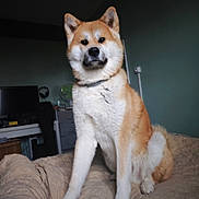 Haru a rejoint le concours — aidez-le/la à gagner de superbes lots ! akita, dog, pet, fur, bed, bedroom, indoor, canine, mammal, animal, quilt, furniture, television, fan, wall, collar, paw, ears, snout, sitting