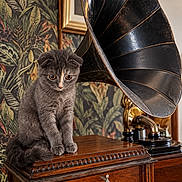 Boo participe au concours pour gagner de l'argent avec cette photo : cat, kitten, gray_cat, vintage, gramophone, phonograph, horn, antique, furniture, wooden_cabinet, indoors, portrait, sitting, fluffy, green_eyes, ornate, botanical_wallpaper, home_decor, warm_lighting, retro