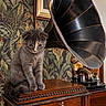 cat, kitten, gray_cat, vintage, gramophone, phonograph, horn, antique, furniture, wooden_cabinet, indoors, portrait, sitting, fluffy, green_eyes, ornate, botanical_wallpaper, home_decor, warm_lighting, retro
