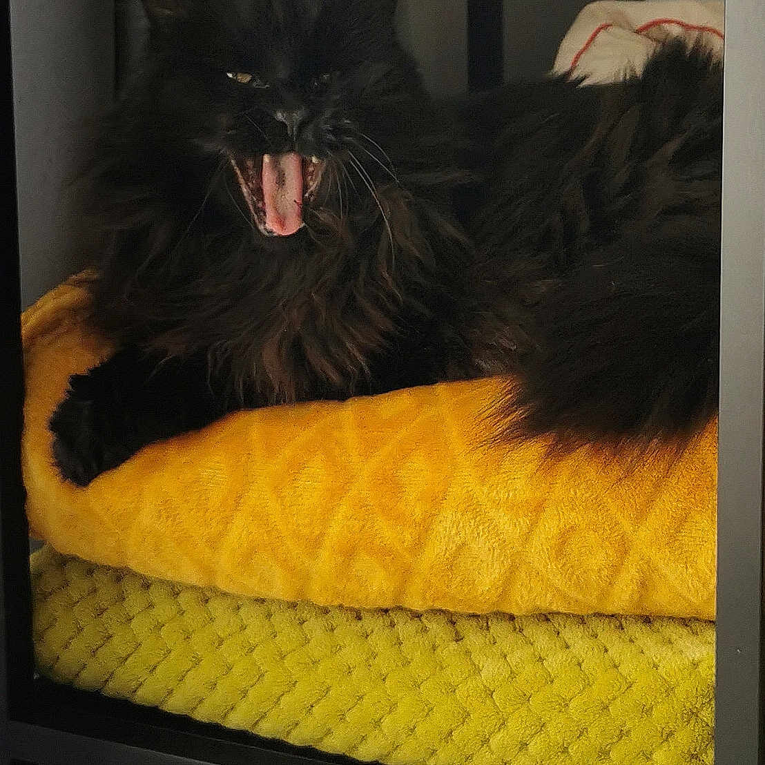 Maya participe au concours pour gagner de l'argent avec cette photo : animal, black_cat, blanket, cat, claws, cozy, cute, feline, fur, furniture, green_blanket, indoor, mouth_open, pet, resting, shelf, tongue, whiskers, yawning, yellow_blanket