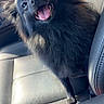 Fluffy joined the competition — help win amazing prizes! dog, black_dog, fluffy, long_hair, open_mouth, tongue, happy, smiling, sitting, car, car_interior, leather_seat, pet, animal, canine, portrait, sunlight, close_up, playful, travel