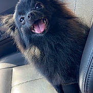 Fluffy joined the competition — help win amazing prizes! dog, black_dog, fluffy, long_hair, open_mouth, tongue, smiling, happy, pet, animal, car, car_seat, vehicle_interior, seated, portrait, closeup, sunlight, fur, ears, road_trip