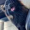 dog, black_dog, fluffy, long_hair, open_mouth, tongue, smiling, happy, pet, animal, car, car_seat, vehicle_interior, seated, portrait, closeup, sunlight, fur, ears, road_trip