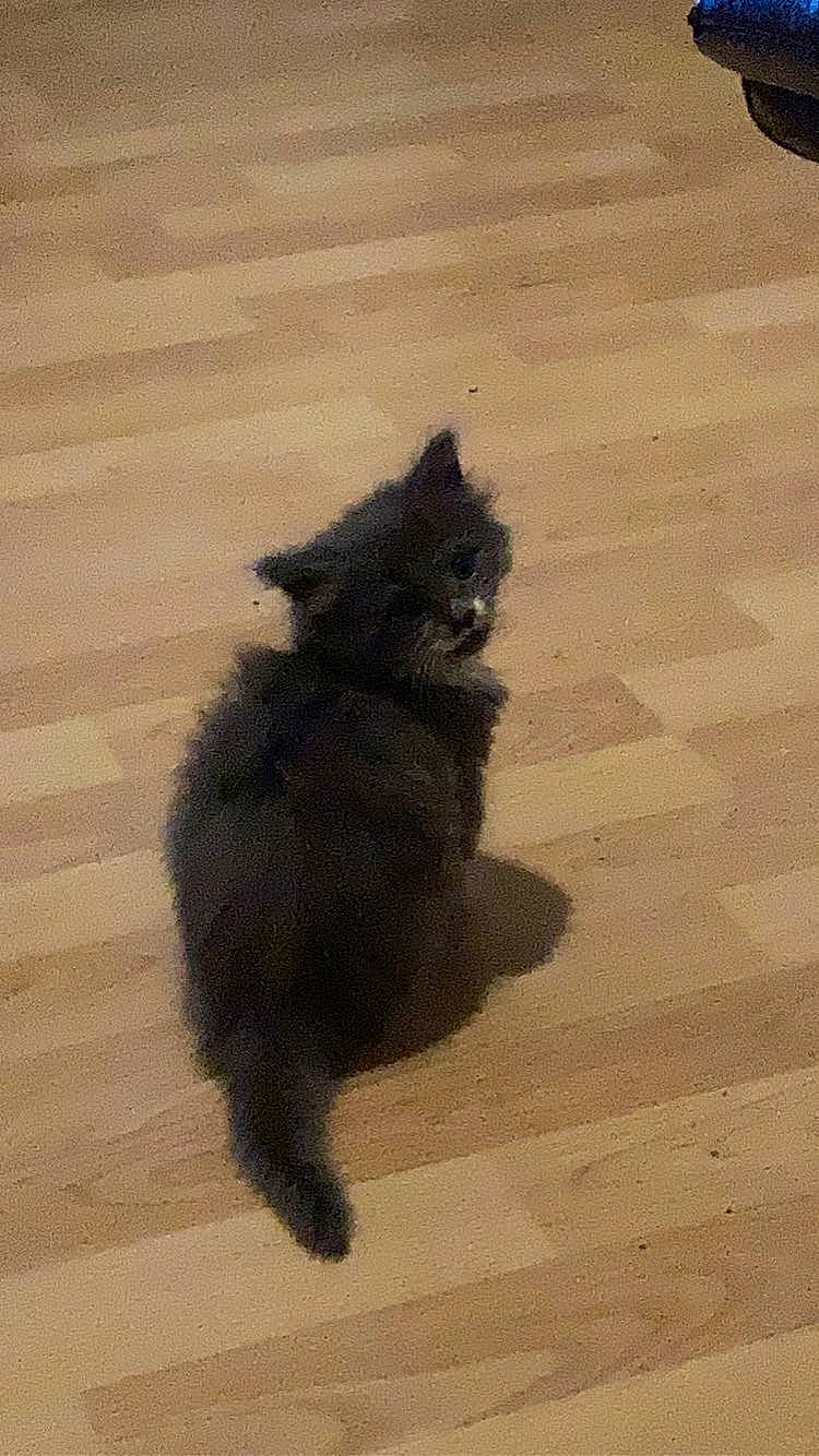 Gravy is registered to the contest to win money with this photo: asphalt, black_cat, carnivore, cat, dog_breed, domestic_short_haired_cat, felidae, floor, flooring, fur, grey, hardwood, road_surface, shadow, small_to_medium_sized_cats, tail, tints_and_shades, whiskers, window, wood