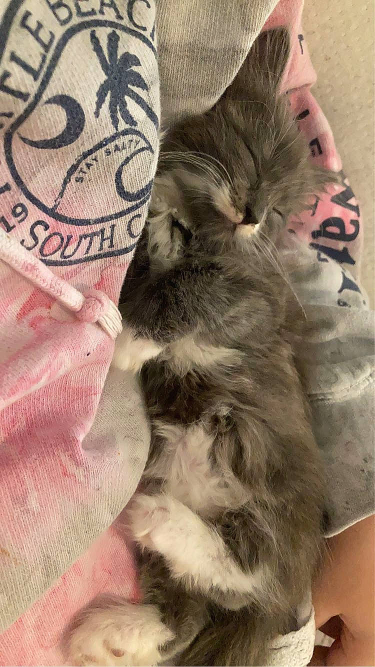 Gravy is registered to the contest to win money with this photo: carnivore, cat, comfort, companion_dog, domestic_short_haired_cat, fawn, felidae, finger, fur, gesture, human_leg, nail, pattern, paw, sleeve, small_to_medium_sized_cats, tail, textile, thigh, whiskers