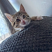 Princess is registered to the contest to win money with this photo: kitten, cat, animal, pet, face, eyes, ears, whiskers, nose, paw, tabby, fur, cute, adorable, curious, alert, indoor, blanket, cozy, portrait