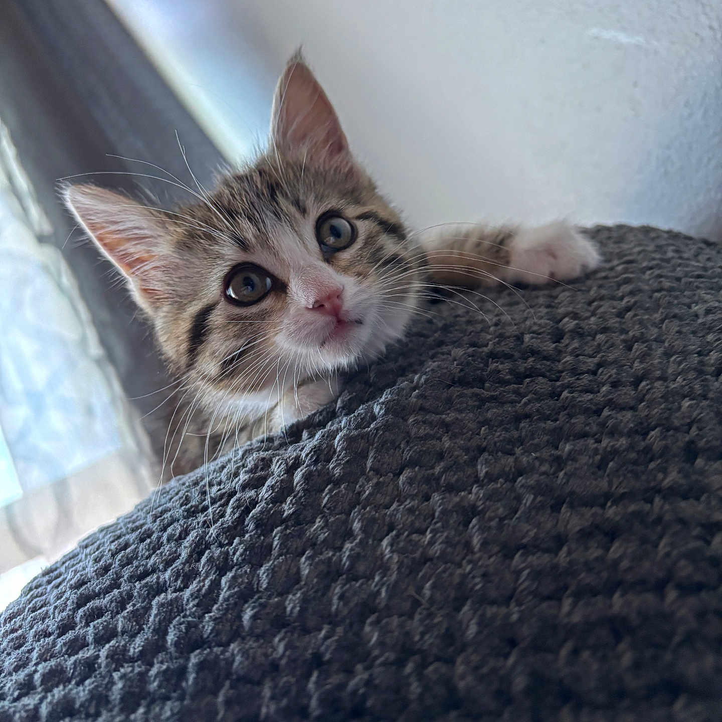 Princess is registered to the contest to win money with this photo: kitten, cat, animal, pet, face, eyes, ears, whiskers, nose, paw, tabby, fur, cute, adorable, curious, alert, indoor, blanket, cozy, portrait