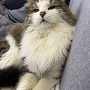 Sunday a rejoint le concours — aidez-le/la à gagner de superbes lots ! brown, casual, cat, couch, ears, feline, fluffy, fur, grey, indoor, nose, paws, person, pet, phone, relaxing, seated, sofa, whiskers, white