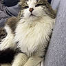 brown, casual, cat, couch, ears, feline, fluffy, fur, grey, indoor, nose, paws, person, pet, phone, relaxing, seated, sofa, whiskers, white