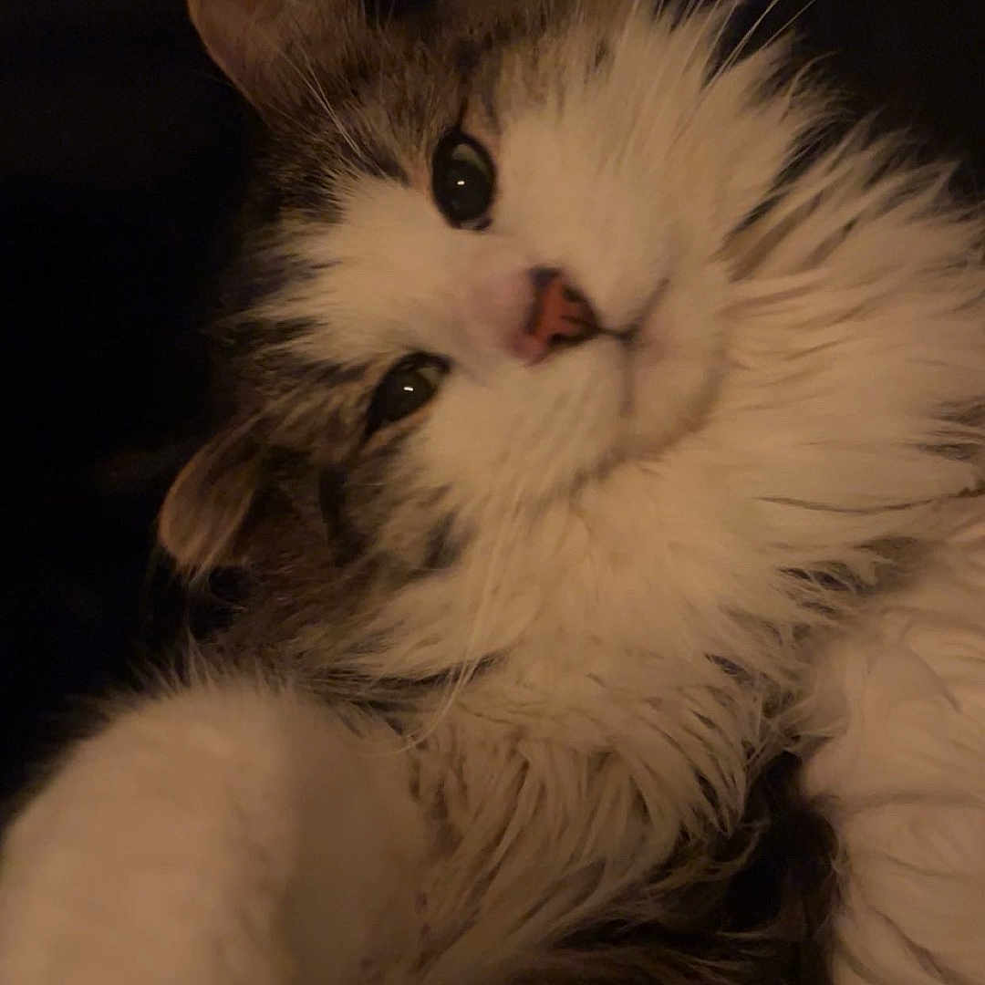 Sunday a rejoint le concours — aidez-le/la à gagner de superbes lots ! animal, cat, closeup, cozy, cute, eyes, face, feline, fluffy, fur, indoor, mammal, nose, paw, pet, portrait, relaxed, sleepy, soft, whiskers