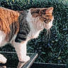Sunday a rejoint le concours — aidez-le/la à gagner de superbes lots ! animal, cat, closeup, curious, daylight, domestic_animal, feline, fur, garden, glass, greenery, mammal, nature, outdoor, pet, plant, reflection, side_view, table, whiskers