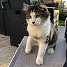 animal, cat, concrete, daylight, domestic_animal, ears, feline, fur, garden, greenery, house, nature, outdoor, pet, sunlight, tabby_cat, table, whiskers, white_fur, wicker_chair