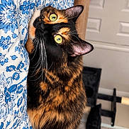 Bambi is registered to the contest to win money with this photo: cat, tortoiseshell_cat, pet, feline, green_eyes, fluffy_fur, whiskers, pointed_ears, animal_portrait, curious, wide_eyed, playful, peeking, indoor, curtain, floral_pattern, blue_and_white, home, door, carpet