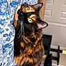 cat, tortoiseshell_cat, pet, feline, green_eyes, fluffy_fur, whiskers, pointed_ears, animal_portrait, curious, wide_eyed, playful, peeking, indoor, curtain, floral_pattern, blue_and_white, home, door, carpet