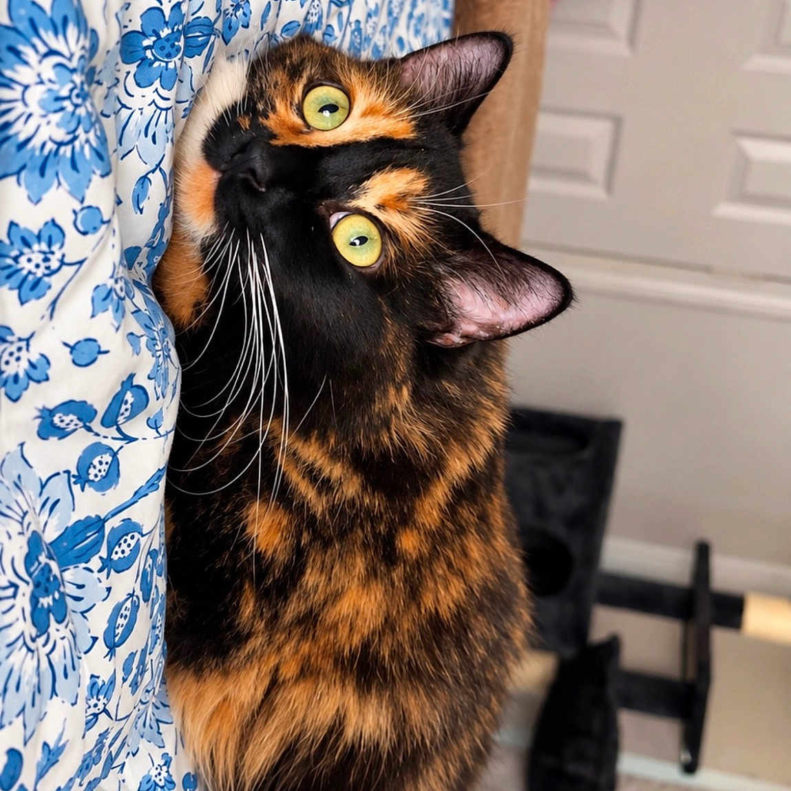 Bambi