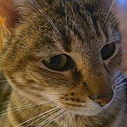 Princesse participe au concours pour gagner de l'argent avec cette photo : cat, tabby, close_up, whiskers, fur, indoor, pet, animal, face, ears, eyes, curious, mammal, feline, portrait, domestic, soft_light, background_blur, brown, striped