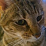 cat, tabby, close_up, whiskers, fur, indoor, pet, animal, face, ears, eyes, curious, mammal, feline, portrait, domestic, soft_light, background_blur, brown, striped