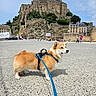 corgi, dog, leash, harness, stone_plaza, castle, historic_building, tourists, people, outdoor, sky, cloudy_sky, architecture, rocky_hill, trees, van, walking, animal, pet, daytime