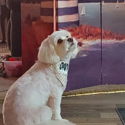 Leo joined the competition — help win amazing prizes! dog, white_dog, bandana, sitting, indoor, wooden_floor, painting, lighthouse, sailboats, water, decor, pet, curious, fluffy, cozy, background, furniture, carpet, animal, looking_up