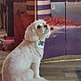 dog, white_dog, bandana, sitting, indoor, wooden_floor, painting, lighthouse, sailboats, water, decor, pet, curious, fluffy, cozy, background, furniture, carpet, animal, looking_up