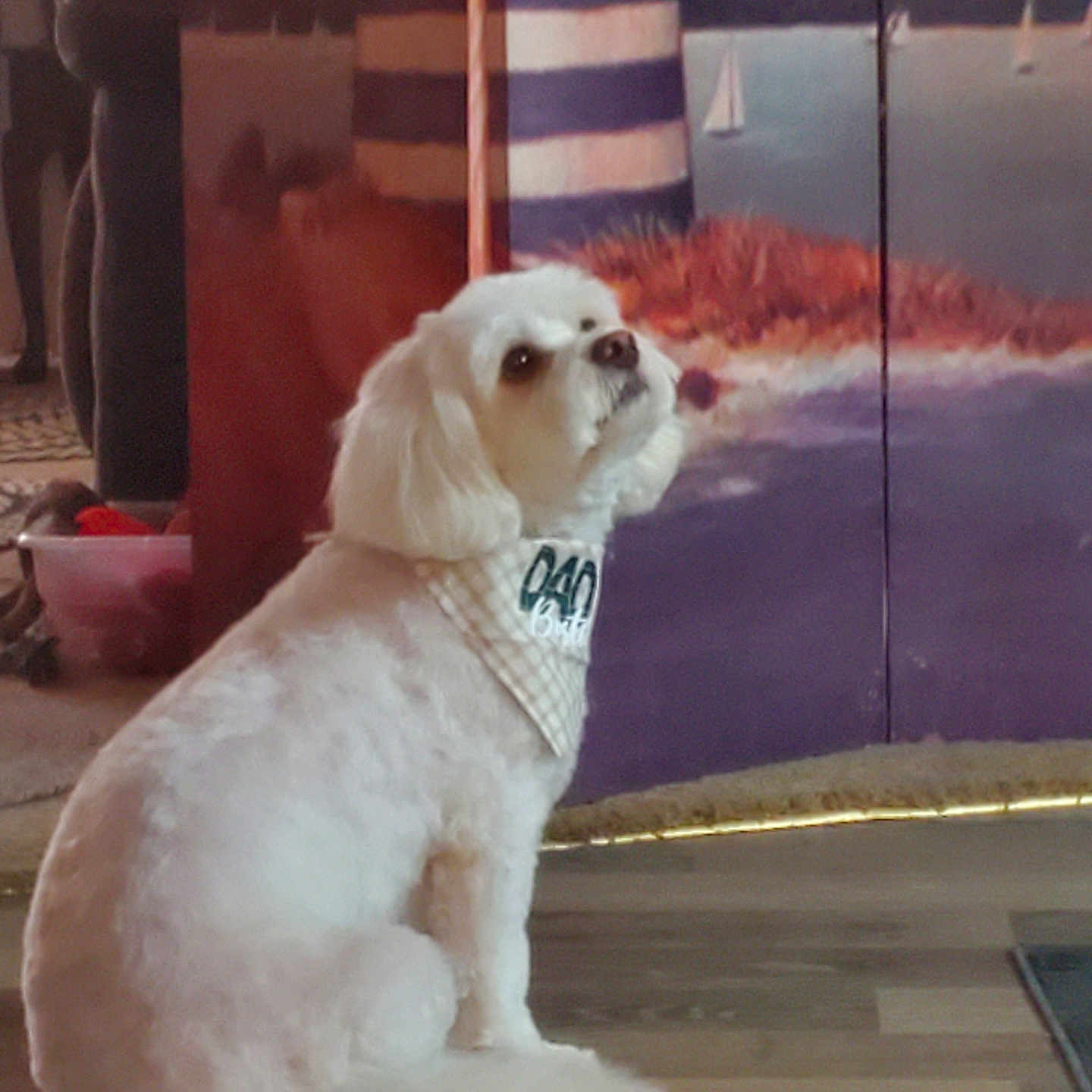 Leo joined the competition — help win amazing prizes! animal, background, bandana, carpet, cozy, curious, decor, dog, fluffy, furniture, indoor, lighthouse, looking_up, painting, pet, sailboats, sitting, water, white_dog, wooden_floor