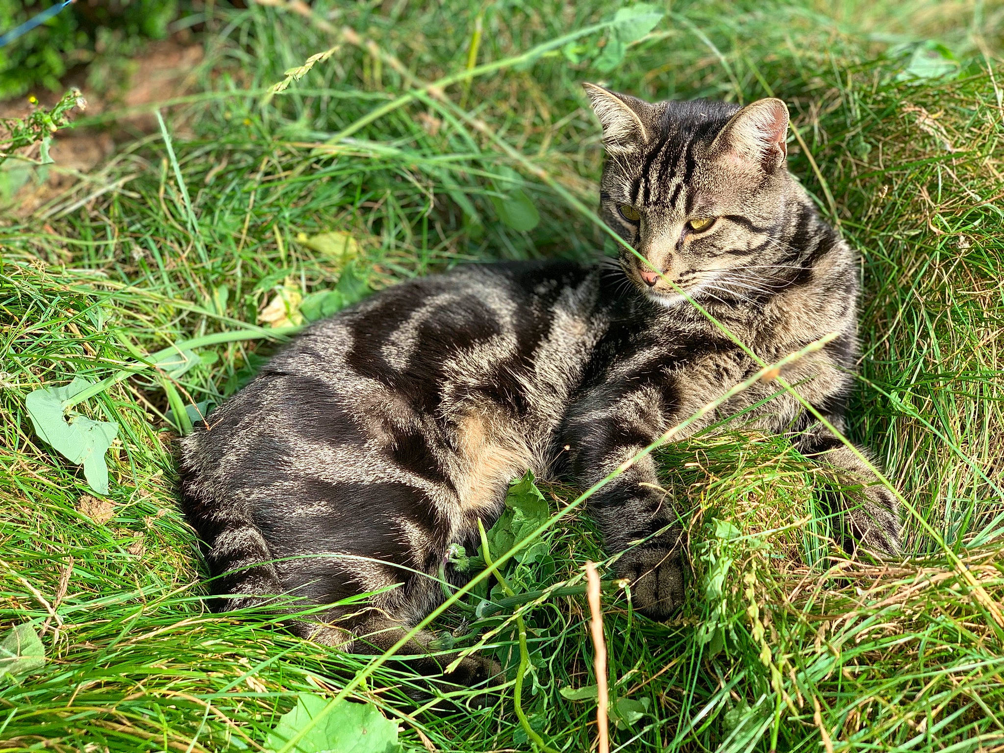 Smoothie participe au concours pour gagner de l'argent avec cette photo : carnivore, cat, domestic_short_haired_cat, eye, fawn, felidae, fur, grass, grass_family, groundcover, paw, plant, small_to_medium_sized_cats, snout, tail, terrestrial_animal, whiskers, wildlife