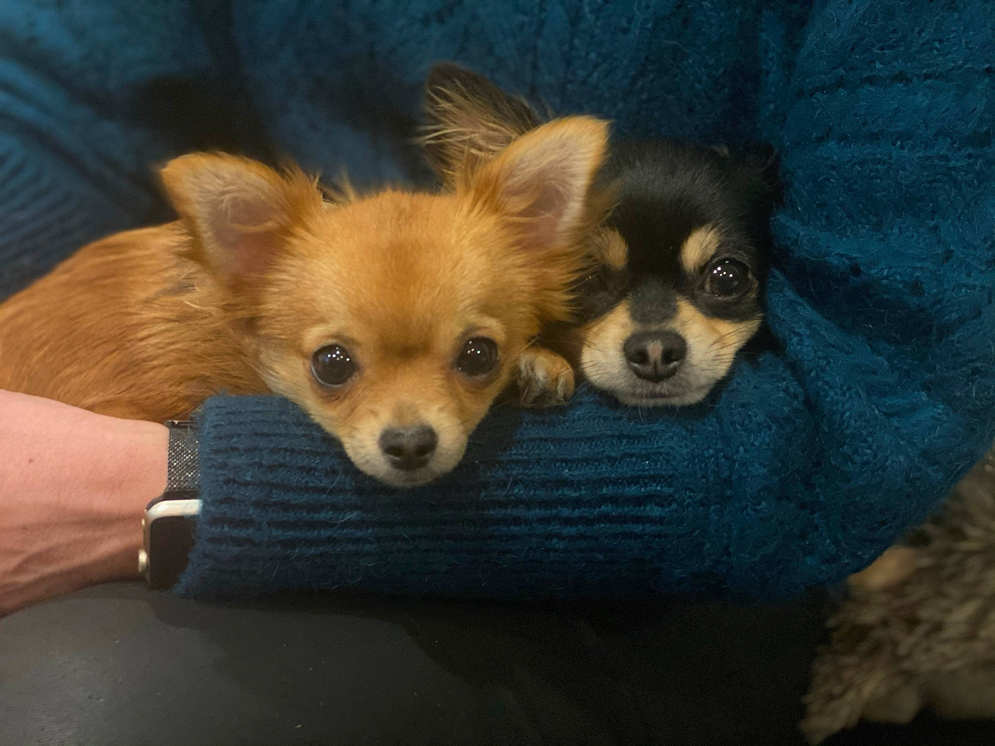 Rolly a rejoint le concours — aidez-le/la à gagner de superbes lots ! bracelet, canidae, carnivore, chihuahua, companion_dog, corgi_chihuahua, dog, dog_breed, dog_supply, fawn, fur, jewellery, non_sporting_group, snout, sporting_group, terrestrial_animal, toy_dog, watch, whiskers, working_animal