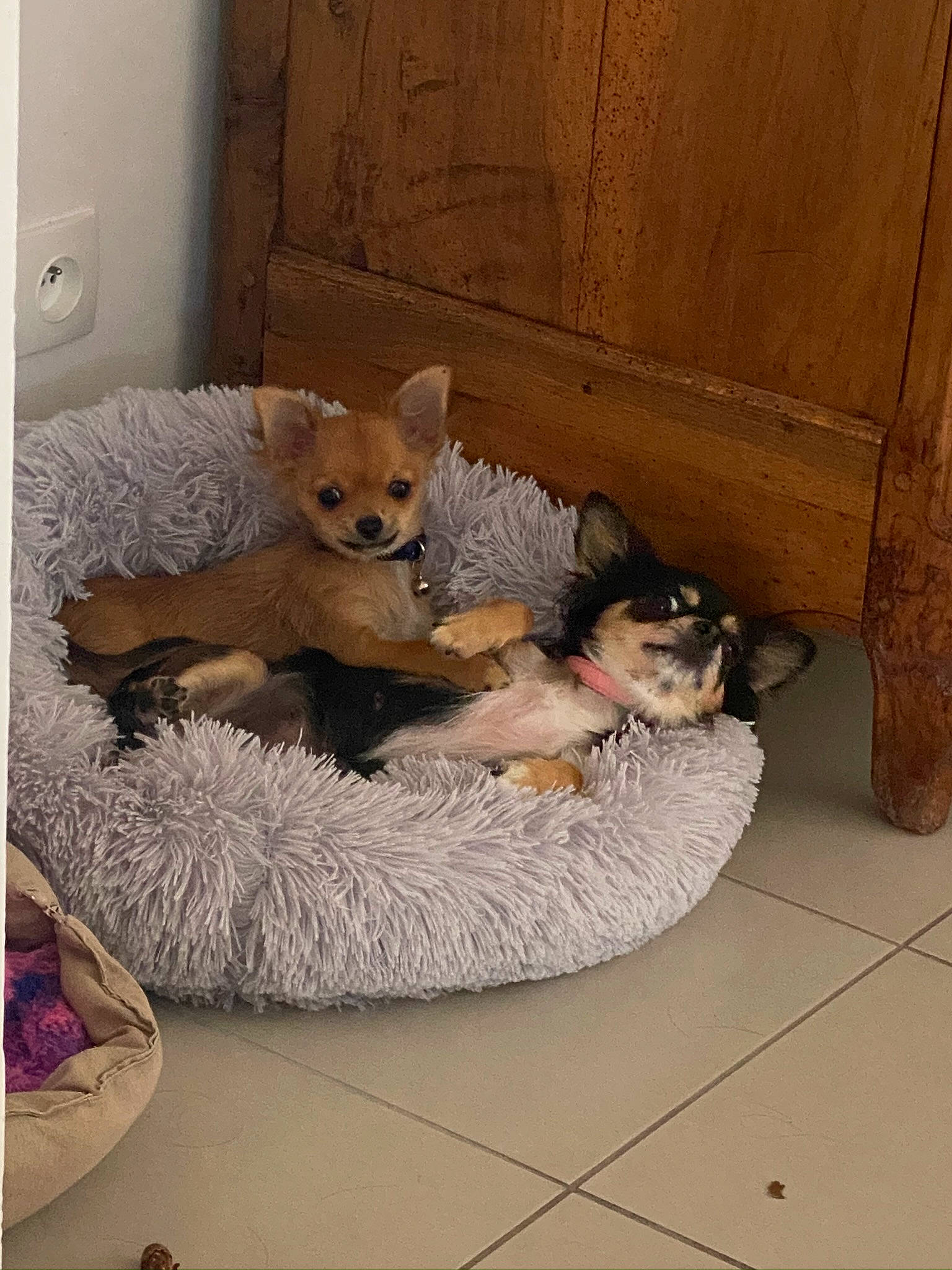 Rolly a rejoint le concours — aidez-le/la à gagner de superbes lots ! canidae, carnivore, comfort, companion_dog, couch, dog, dog_breed, dog_supply, fawn, felidae, floor, flooring, linens, pet_supply, small_to_medium_sized_cats, snout, sporting_group, toy, toy_dog, whiskers