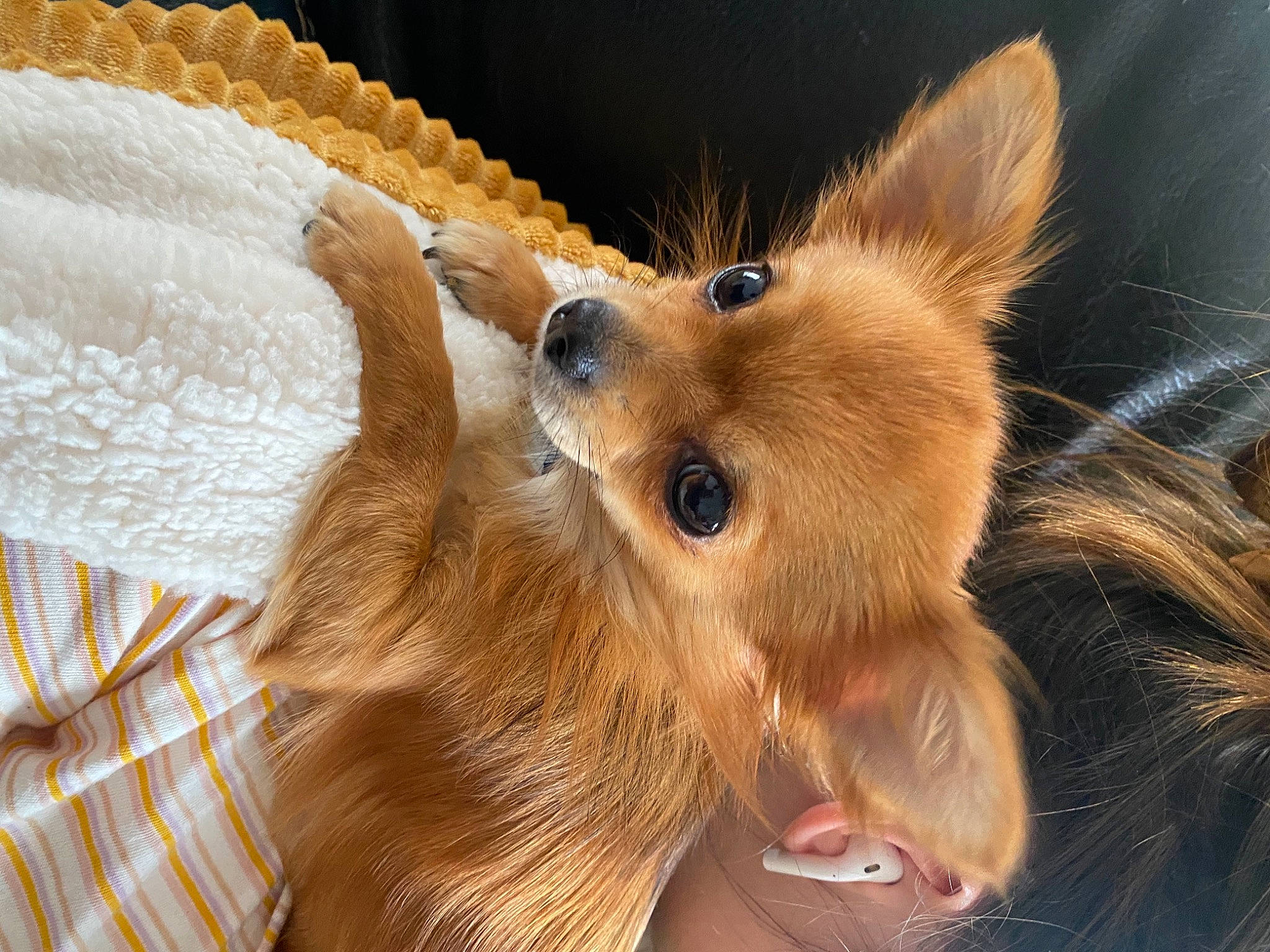 Rolly a rejoint le concours — aidez-le/la à gagner de superbes lots ! carnivore, companion_dog, dog, dog_breed, ear, eye, eyelash, fawn, felidae, fox, fur, head, liver, pomeranian, snout, spitz, sporting_group, tail, terrestrial_animal, whiskers