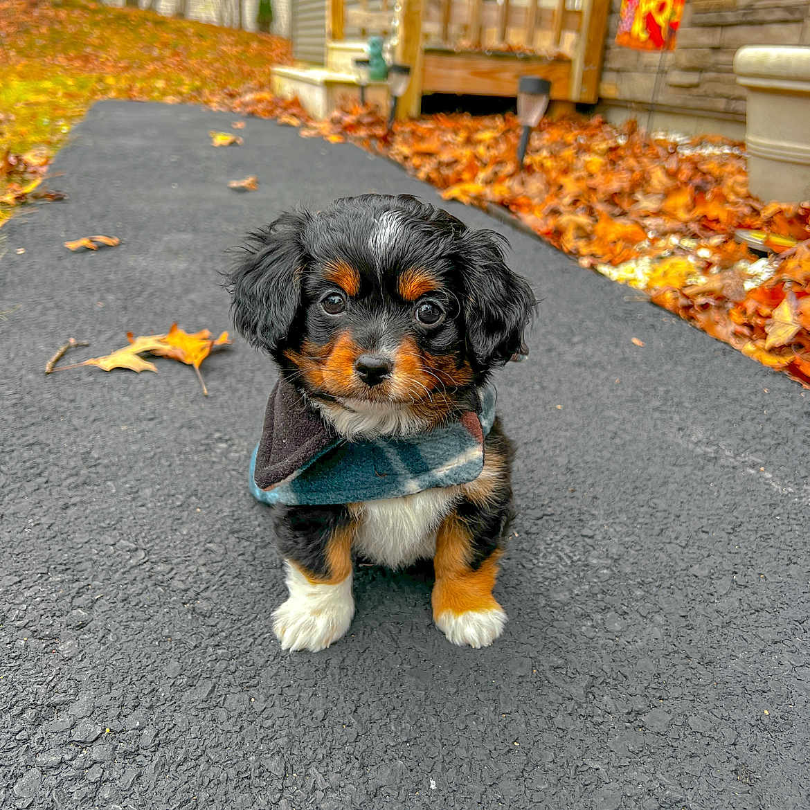 Winston is registered to the contest to win money with this photo: accessories, animal, architecture, canine, cockerspaniel, dog, hound, leaf, machine, path, pet, plant, puppy, road, slate, spoke, strap, tarmac, terrier, walkway