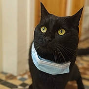 Buddy is registered to the contest to win money with this photo: cat, black_cat, pet, animal, face_mask, indoor, floor_tiles, yellow_eyes, curious, standing, whiskers, domestic_cat, fur, ears, looking, closeup, portrait, household, feline, tile_floor