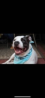 Chopper is registered to the contest to win money with this photo: carnivore, companion_dog, display_device, dog, dog_breed, non_sporting_group, photo_caption, rear_view_mirror, rectangle, snout, sporting_group, square, windshield