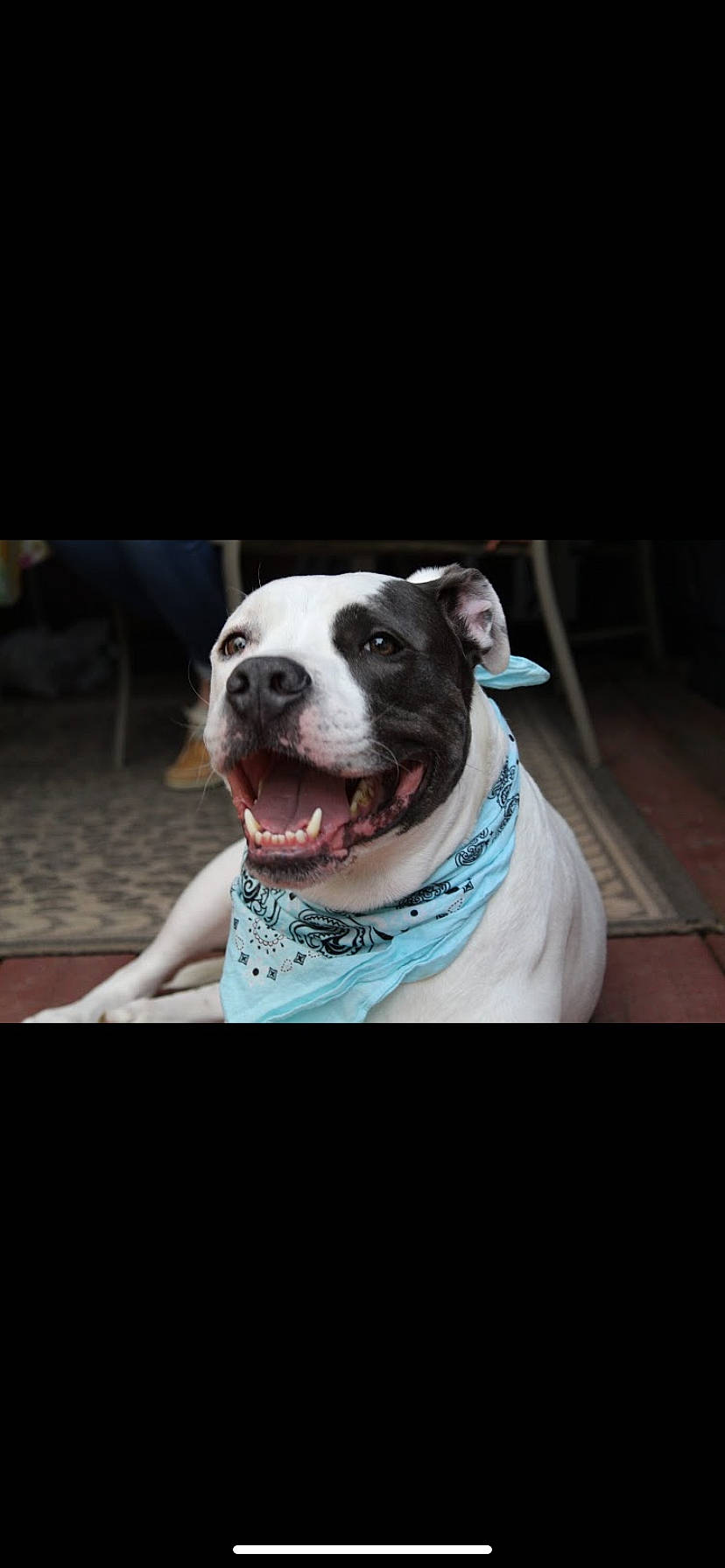 Chopper is registered to the contest to win money with this photo: canidae, carnivore, collar, companion_dog, dog, dog_breed, dog_collar, fawn, metal, non_sporting_group, snout, sporting_group, whiskers, window, windshield, working_animal