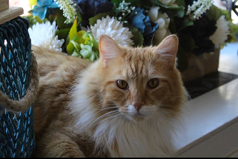 Crash is registered to the contest to win money with this photo: annual_plant, carnivore, cat, event, fawn, felidae, fur, grass, mesh, plant, small_to_medium_sized_cats, snout, tree, whiskers, wood