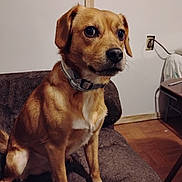Tippy joined the competition — help win amazing prizes! animal, brown, canine, collar, couch, dog, domestic, ears, electrical_outlet, floor, four_legs, fur, indoor, looking_away, pet, sitting, snout, tail, wall, white_patch