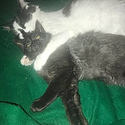 Bella participe au concours pour gagner de l'argent avec cette photo : cat, black_cat, black_and_white_cat, snuggling, hugging, pets, feline, fur, green_blanket, resting, cute, animal, domestic, companion, laying_down, whiskers, ears, close_up, indoor, cozy