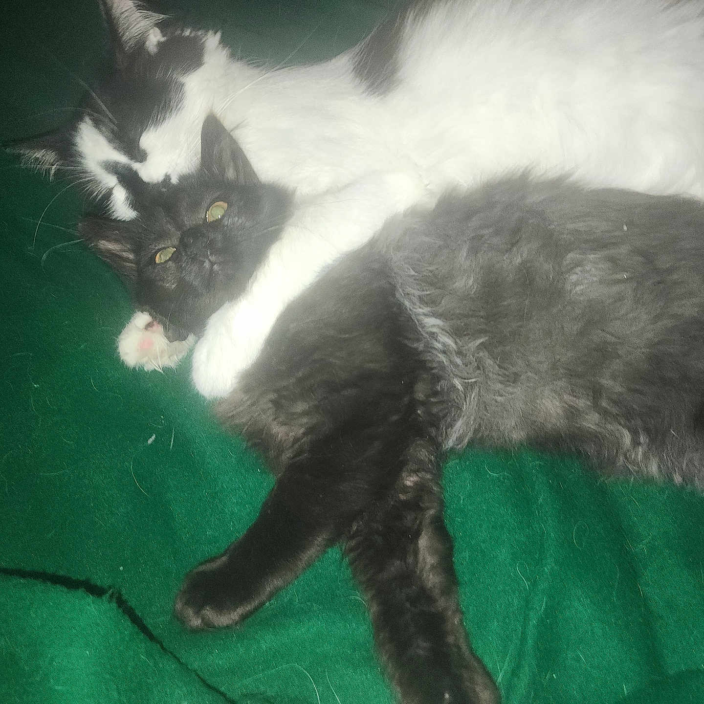 Bella participe au concours pour gagner de l'argent avec cette photo : animal, black_and_white_cat, black_cat, cat, close_up, companion, cozy, cute, domestic, ears, feline, fur, green_blanket, hugging, indoor, laying_down, pets, resting, snuggling, whiskers