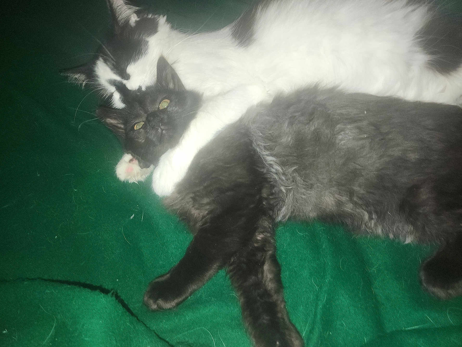 Bella participe au concours pour gagner de l'argent avec cette photo : cat, black_cat, black_and_white_cat, snuggling, hugging, pets, feline, fur, green_blanket, resting, cute, animal, domestic, companion, laying_down, whiskers, ears, close_up, indoor, cozy